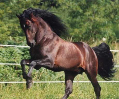 Mustang